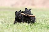 SCHIPPERKE 397